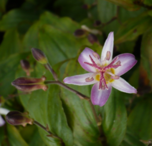 tricyrtis1