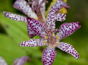 tricyrtis2